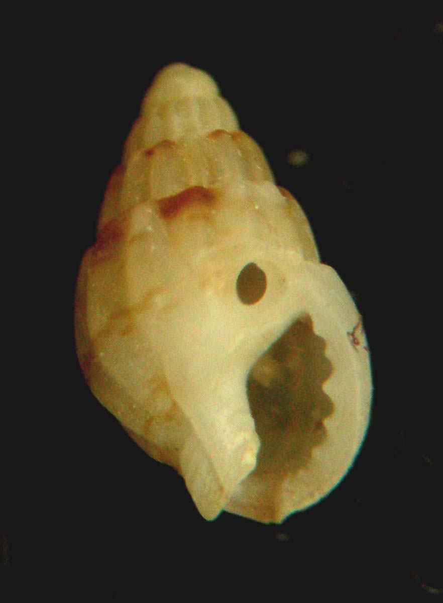 nassarius coralligenus